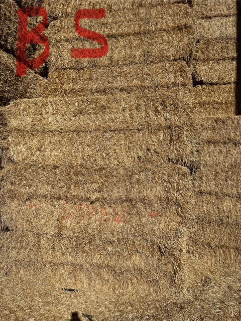 Barley straw 1